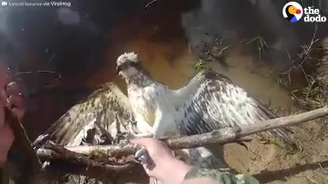 This hawk looks right at his rescuer as he fresh him