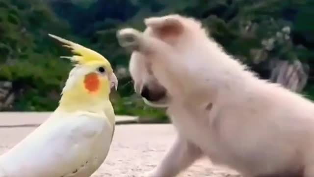 White cute dog playing with Parrot