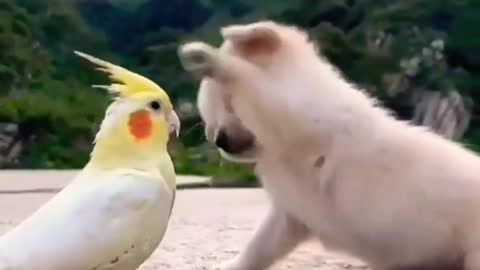 White cute dog playing with Parrot