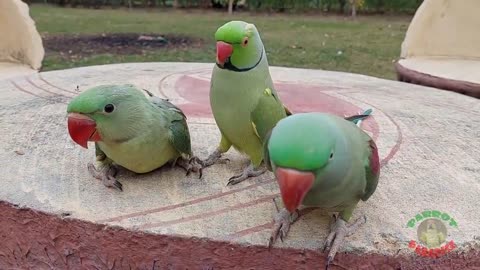 TalkingIndianRingneckParrotGreetingBabyParrotFunnyDancingAndTalkingParrotp2