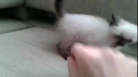 Playful Kitten, Great Fun