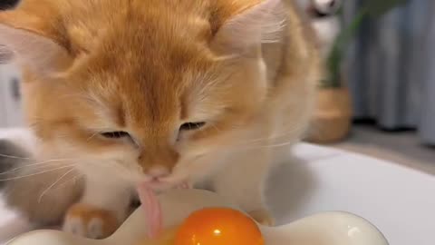 Immersive eating of rabbit eggs