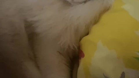 Kitten sleeps in owners bed and has a purr that rumbles