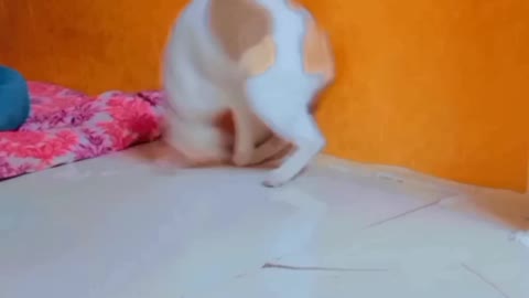 Cute cat playing with her tail