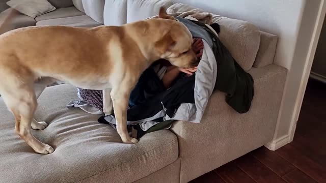 Hiding from My Dog Under a Giant Pile of Clothes He Was Worried for Me 😂-