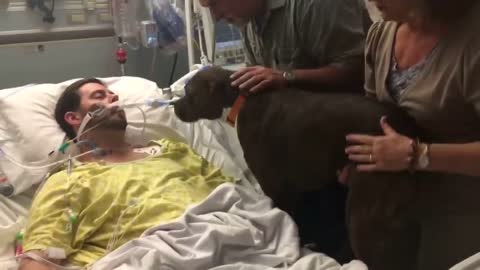 Dog Says The Final Goodbye to his Dying Owner In Hospital