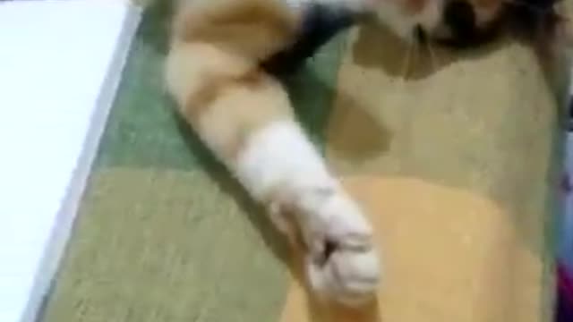 Cat Kiri Playing