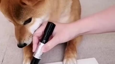 dog playing tic-tac-toe