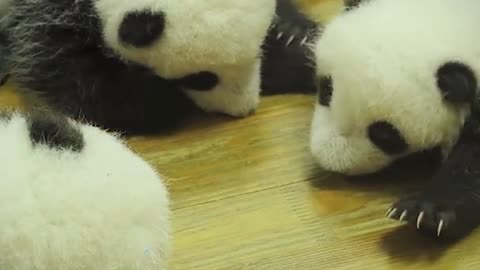 Three baby pandas