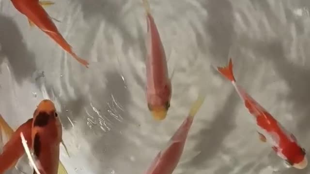 The goldfish