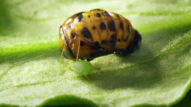 Little moving ladybug