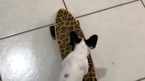 Jeff Luke skater puppy