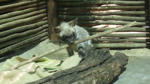 Hyena pup plays with stick twice her size