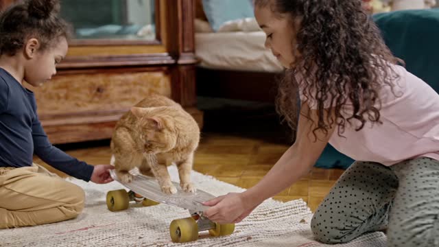 Cat riding a skateboard