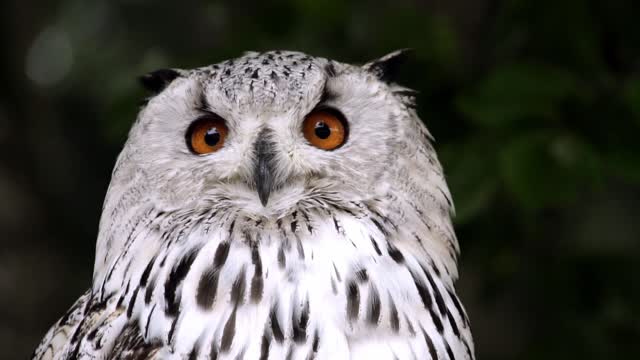 Owl - The Animal Kingdom