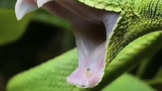 How amazing this snake🐍