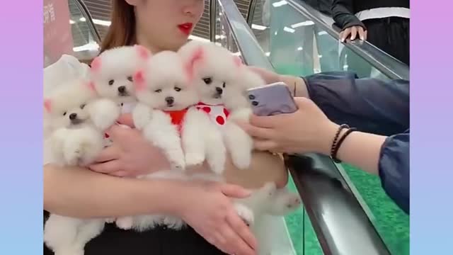 Cute and Funny Dogs Videos Compilation 02shorts_1080p