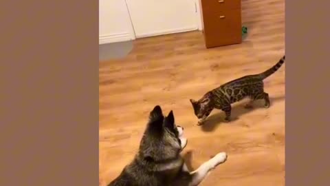 Funniest cats ll funniest dog ll🤣🤣ll2024 ll part-11 #viral #funny #pets #petstagram #funnypets #cute