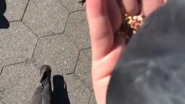 Girl feeding pigeon out of her hand on her arm