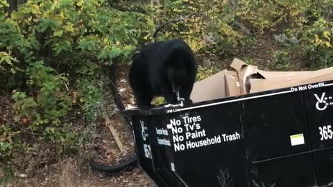 Big Bear Dines While Balancing on Dumpster