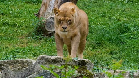 copyright free videos footage animals