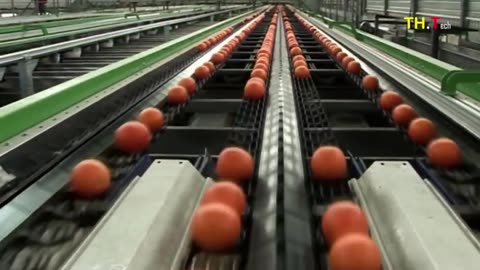 Amazing World Modern Agriculture Machine Harvesting Cabbage - Apple Processing Line At Factory