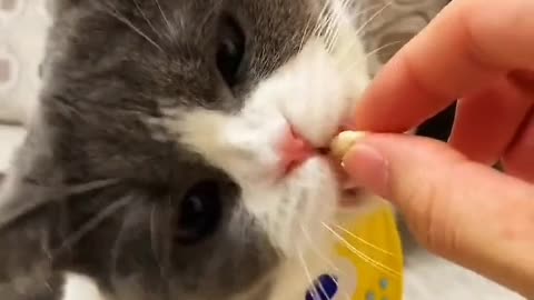 The kitten has small eyes, red circles and gray eyes