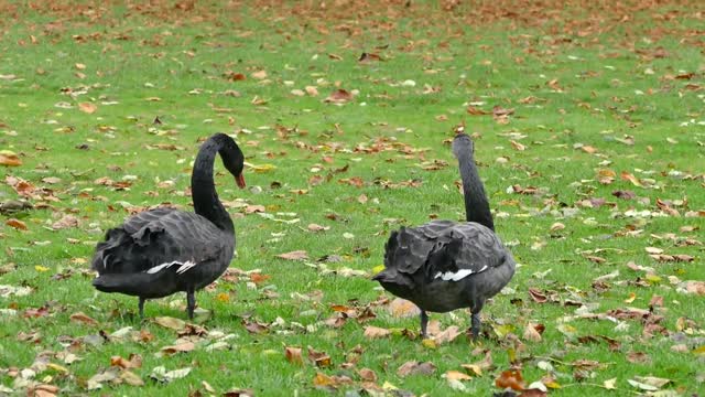 Animals Geese Grass Plumagee