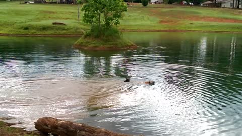 Puppies Abby and Bobo Playing Fetch in the Pond