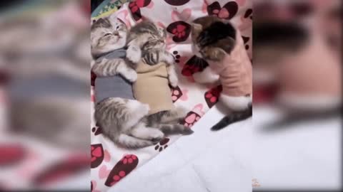 FUNNY CATS - COMPILATION