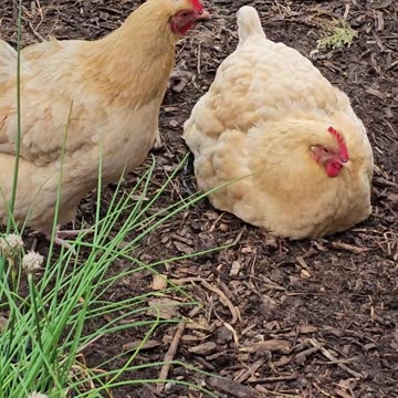 OMC! Friendly flock - rain stopped - Brownie and Whitey together! #chickens #brownie #shorts #loop