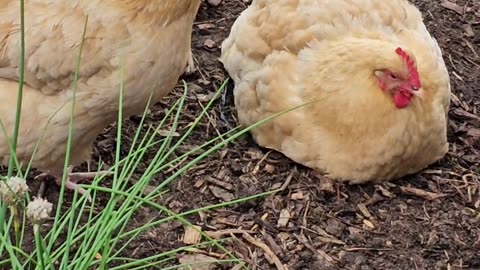 OMC! Friendly flock - rain stopped - Brownie and Whitey together! #chickens #brownie #shorts #loop