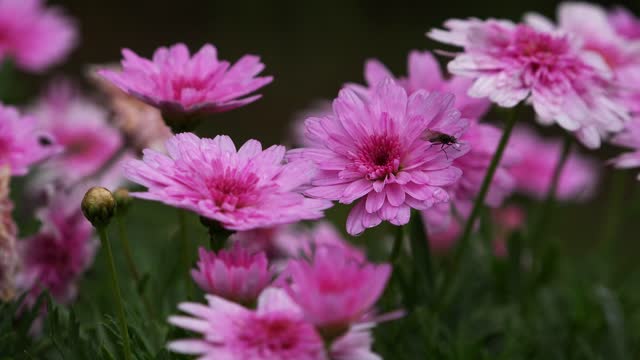 Unique eye catching flowers, beautiful creation of Mother Nature high-quality 4K/30fps