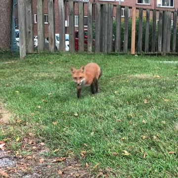 Inquisitive, Urban, Beautiful fox walks up to photographer