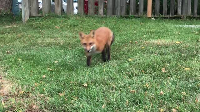 Inquisitive, Urban, Beautiful fox walks up to photographer