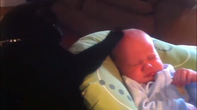 Amazing Cat Sleeping a Baby when she was Crying