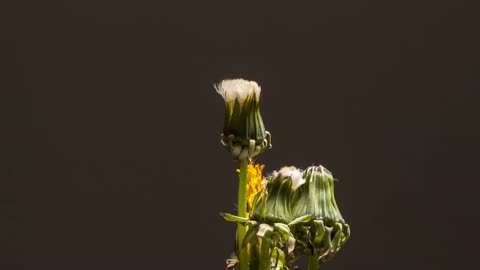 Dandelion Faded seeds