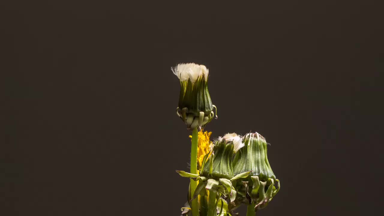 Dandelion Faded seeds