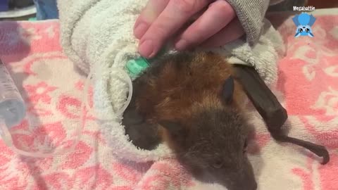 Skinny juvenile flying-fox in care Waldo days 2 and 3