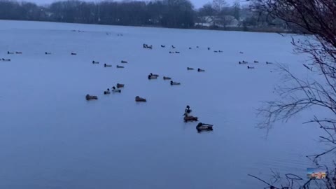 Anyone Seen a DUCK?