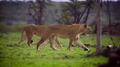 Beautiful animal