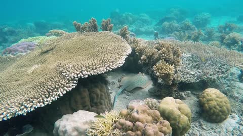 Beautiful Creatures Underwater