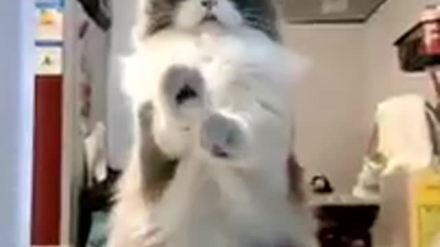 Cat fanniy dance videos