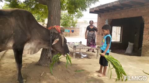 Village childrenc hildren feeding cow