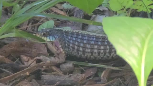 Snake having breakfast right off our front porch