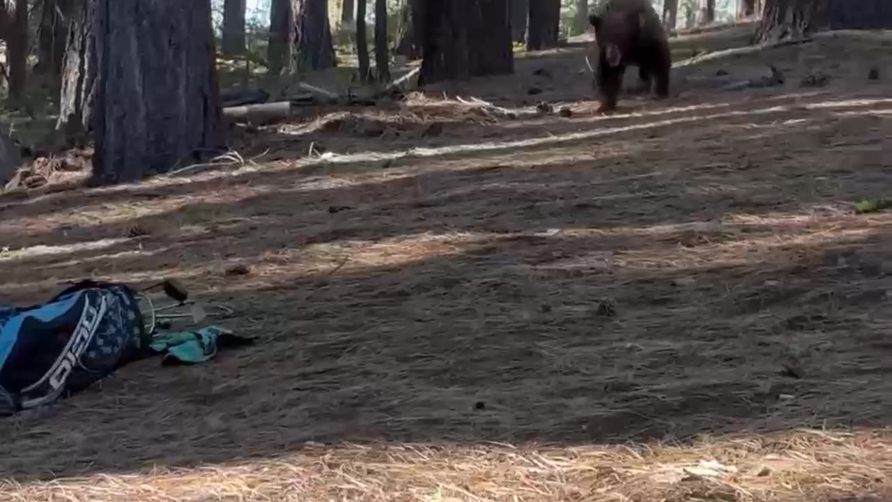 Lake Tahoe Bear Takes Off With Golf Clubs