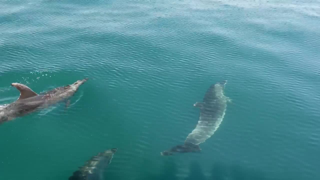 Dolphins Swimming In The Sea