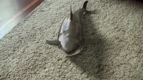 Funny cute baby Shark