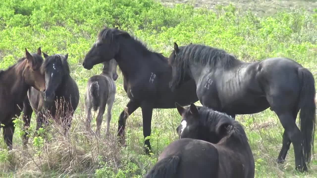 Stallions, mares, May.