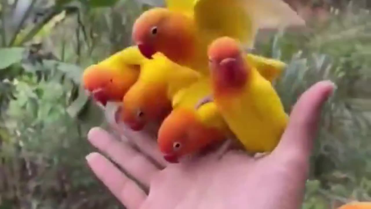 Cute birds sit on my hand